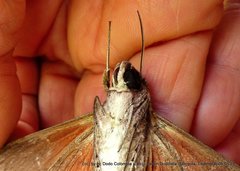 Erinnyis oenotrus