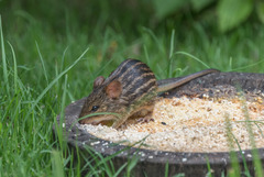 Lemniscomys striatus