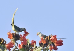 Psittacula columboides