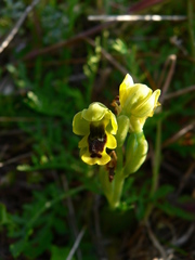 Ophrys lutea phryganae