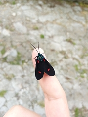 Cyanopepla fulgens