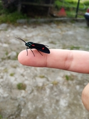 Cyanopepla fulgens