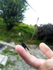 Cyanopepla fulgens