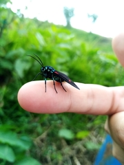 Cyanopepla fulgens