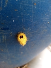 Cyanopepla fulgens