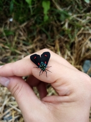 Cyanopepla fulgens