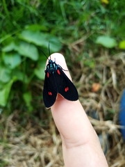 Cyanopepla fulgens