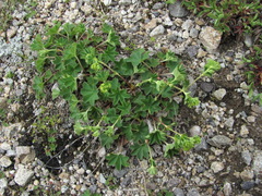 Alchemilla caucasica