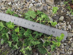 Alchemilla caucasica