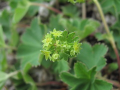 Alchemilla caucasica