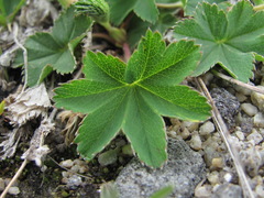 Alchemilla caucasica