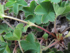 Alchemilla caucasica