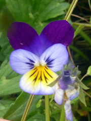 Bracteolatae