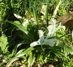 Iris palaestina