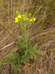 Potentilla conferta