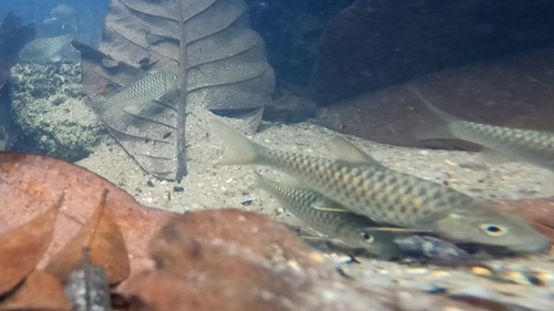 Neolissochilus hendersoni · iNaturalist