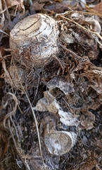 Hedychium spicatum