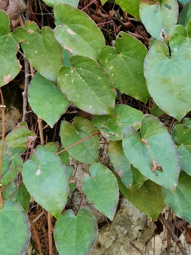 krpčiarka kolchidská (Epimedium pinnatum)