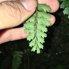 Asplenium cuneatiforme