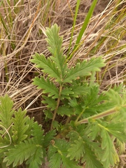 Potentilla conferta