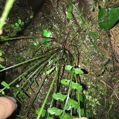Asplenium cuneatiforme