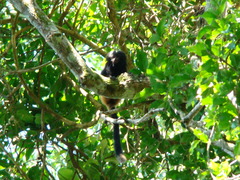Leontopithecus chrysopygus
