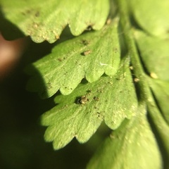 Asplenium cuneatiforme