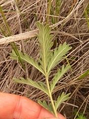 Potentilla conferta