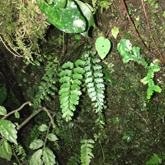 Asplenium cuneatiforme