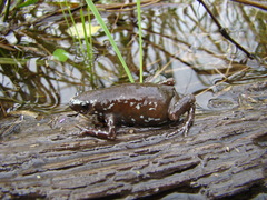 Chiasmocleis albopunctata