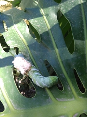 Manduca