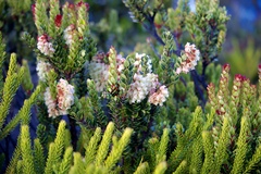 Vaccinium stapfianum