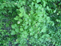 Lonicera etrusca