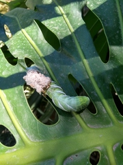 Manduca