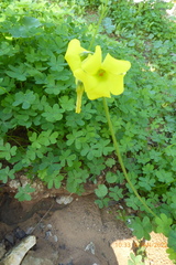 Oxalis pes-caprae