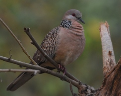 Streptopelia chinensis