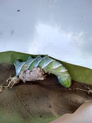 Manduca