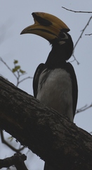 Anthracoceros albirostris