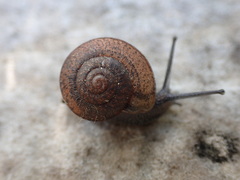 Helminthoglypta contracostae