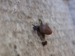 Helminthoglypta contracostae