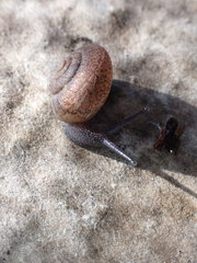 Helminthoglypta contracostae