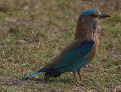 Coracias benghalensis