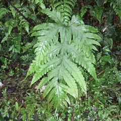 Tectaria griffithii