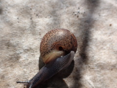 Helminthoglypta contracostae