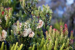 Vaccinium stapfianum