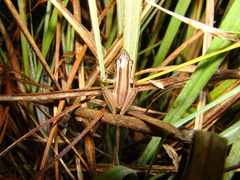 Scinax squalirostris