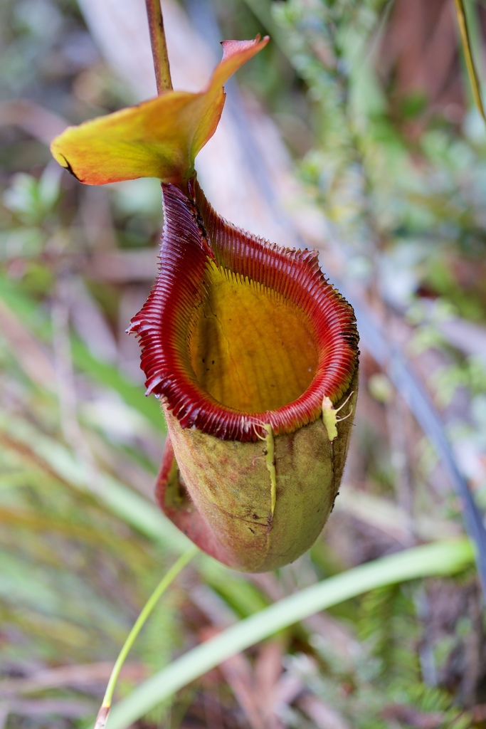 Nepenthes × kinabaluensis Sh.Kurata 2