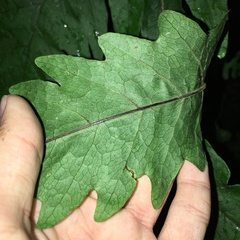 Tectaria griffithii