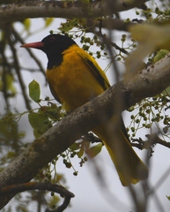 Oriolus xanthornus