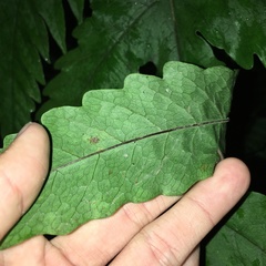 Tectaria griffithii